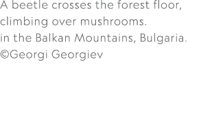 A beetle crosses the forest floor, climbing over mushrooms. in the Balkan Mountains, Bulgaria. ©Georgi Georgiev 