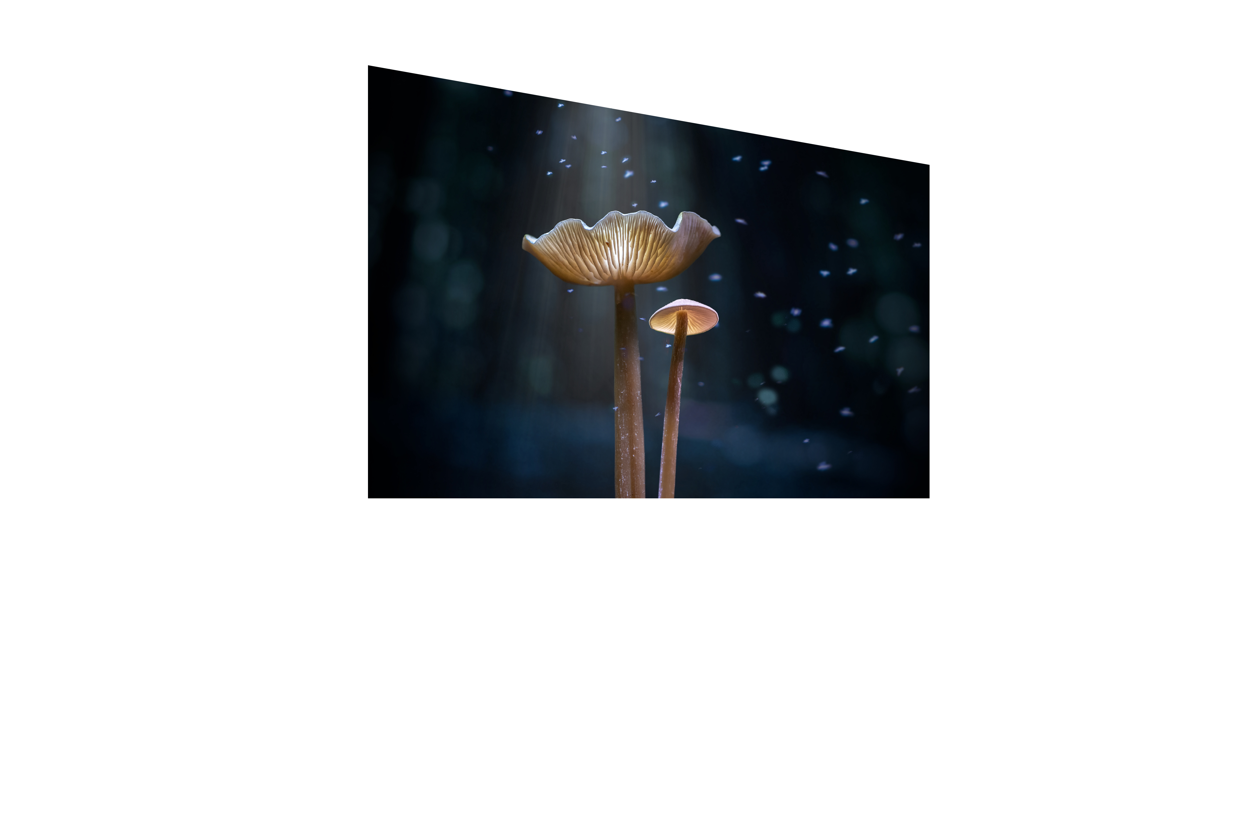 Parent and child mushrooms watching flies buzz in the light