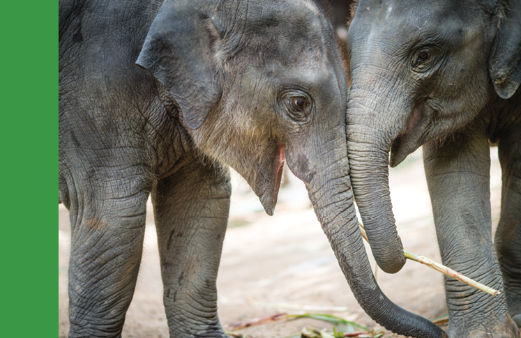 Two young elephants playing together, Chiang Mai, Thailand