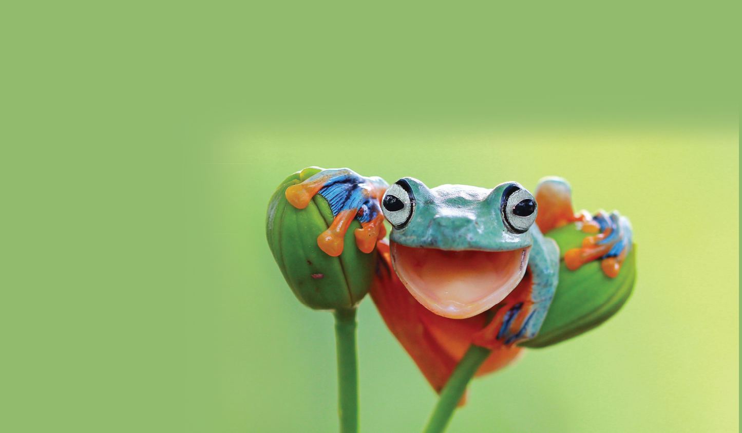 Close-Up Of Frog On Plants
