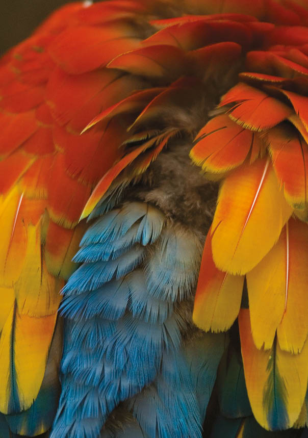 Scarlet macaws (Ara macao) from the Omaha Zoo.