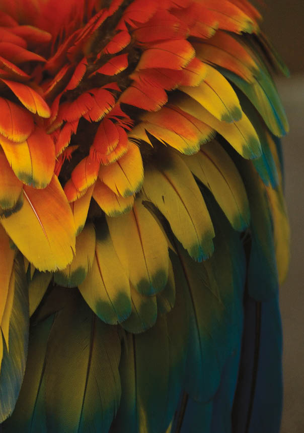 Scarlet macaws (Ara macao) from the Omaha Zoo.