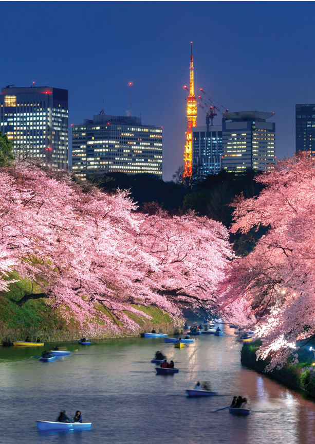 2AKB6BG Cherry blossoms at Chidorigafuchi park in Tokyo, Japan.