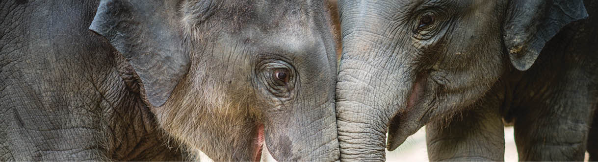 Two young elephants playing together, Chiang Mai, Thailand