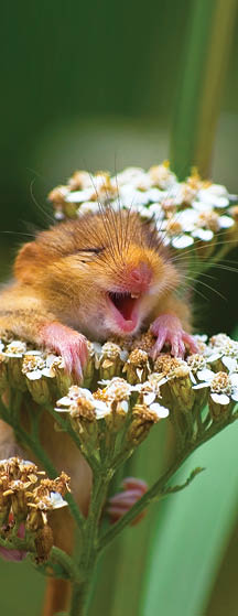 The Comedy Wildlife Photography Awards 2017 Andrea Zampatti Monticelli Brusati Italy  Title: The laughing dormouse Caption: A baby dormouse seem laughing on a yarrow flower Description: I was hiking on a mountain close to my hometown when I heard a strange squeaking from the woods and   I found this cute baby dormouse on the top of a yarrow flower  I took just one shot and   amazed, I saw this picture on the monitor of my camera  Animal: Dormouse (Muscardinus avellanarius) Location of shot: Italy