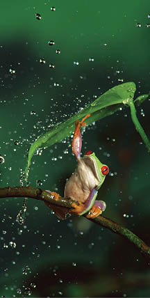 Red-eyed Tree Frog (Agalychnis callidryas) in rain, native to Central and South America