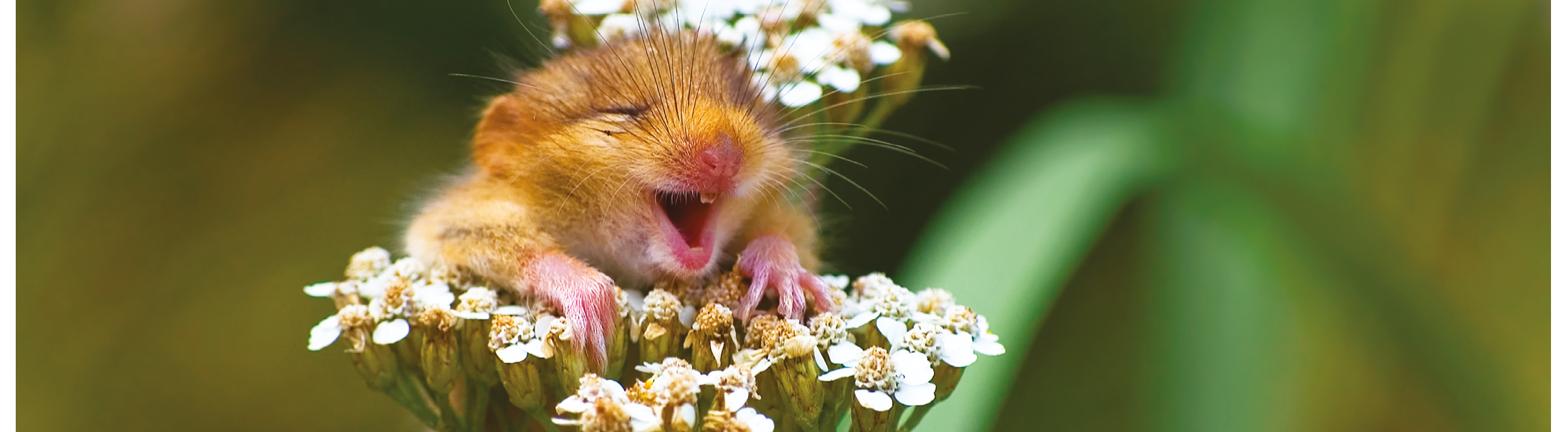 The Comedy Wildlife Photography Awards 2017 Andrea Zampatti Monticelli Brusati Italy Title: The laughing dormouse Caption: A baby dormouse seem laughing on a yarrow flower Description: I was hiking on a mountain close to my hometown when I heard a strange squeaking from the woods and...I found this cute baby dormouse on the top of a yarrow flower! I took just one shot and...amazed, I saw this picture on the monitor of my camera! Animal: Dormouse (Muscardinus avellanarius) Location of shot: Italy