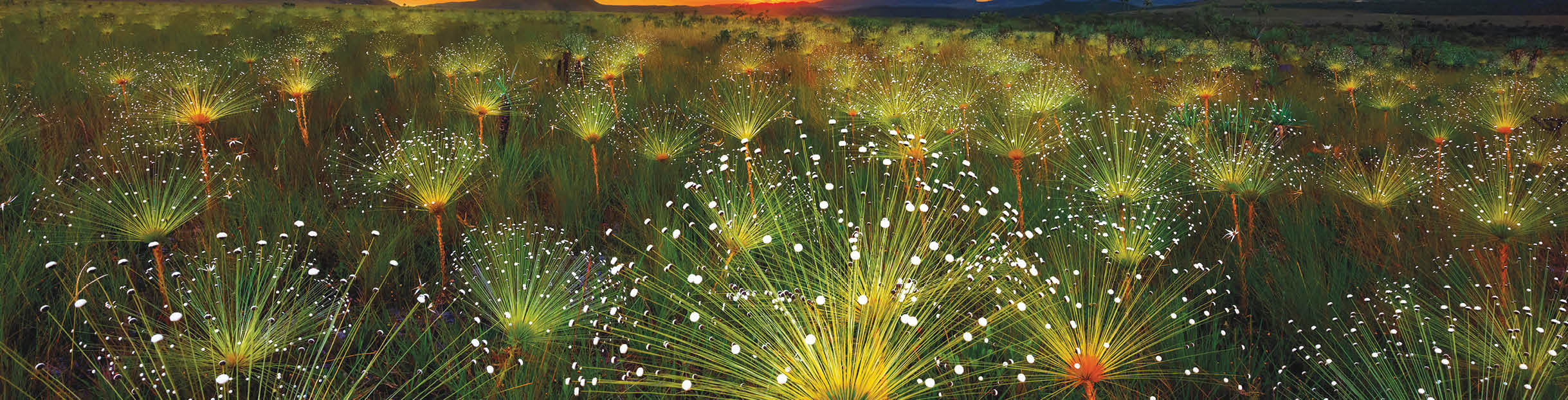 Paepalanthus flowers fireworks (Paepalanthus sp) at sunset, Chapada dos Veadeiros National Park, Brazil