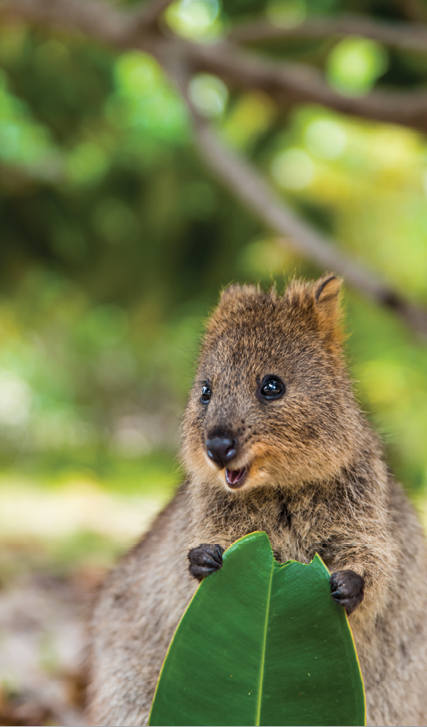 Baby quokka eating ficus leaf. Rottnest Island, Western Australia. Quokka - the happiest animal on Earth