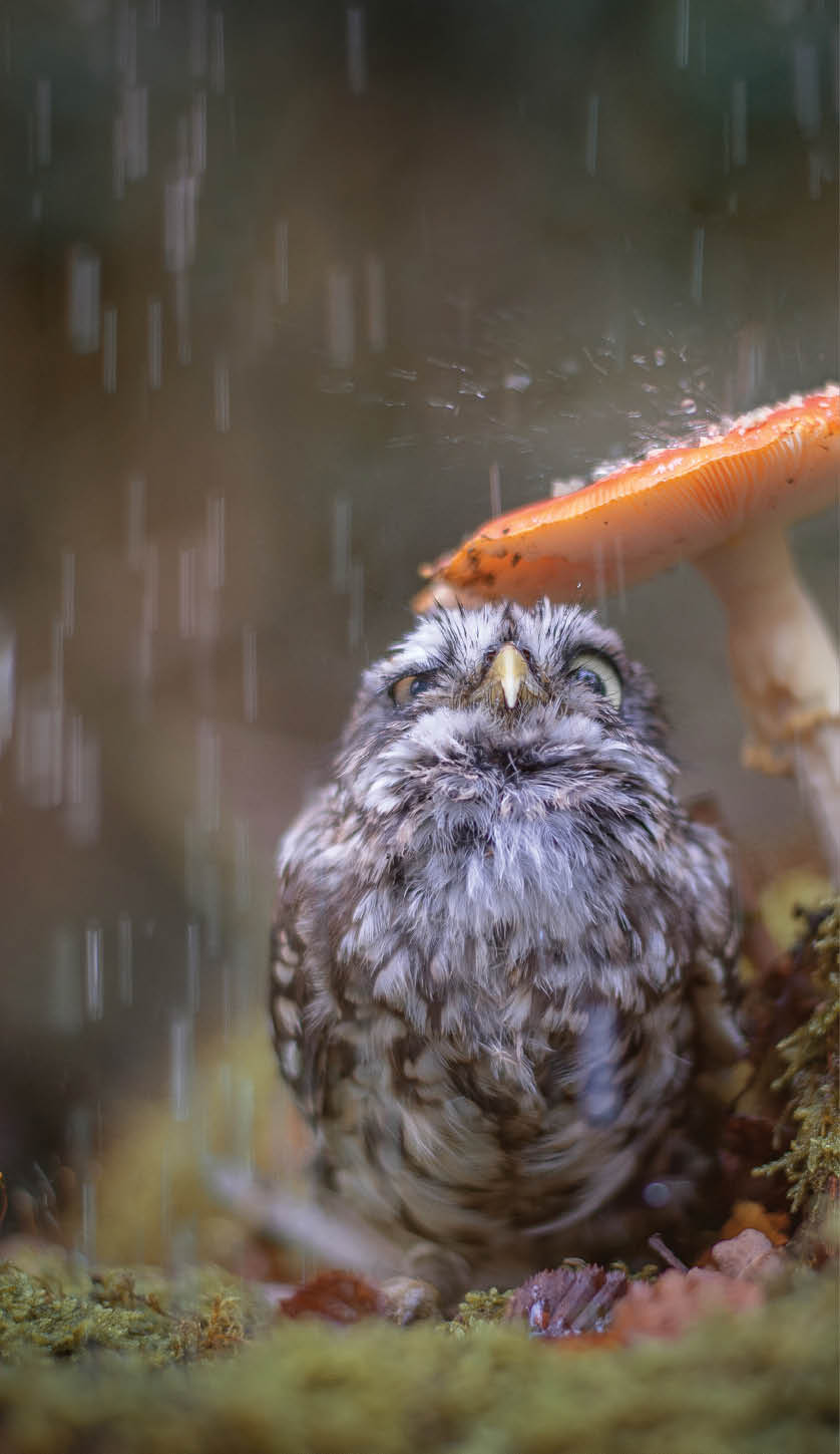 Owl Under a Mushroom