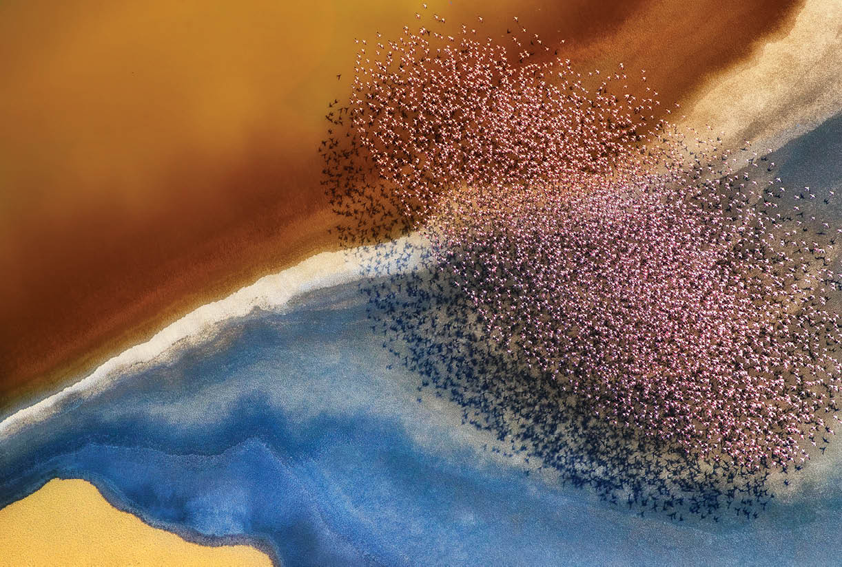 A flock of pink flamingos fly over an incredibly colourful landscape created by mineral rich soil which changes colour depending on the angle of light    Professional photographer, Phillip Chang, 61, captured this stunning picture whilst flying over the Natron Lake in Tanzania   Phillip, who was photographing the landscape itself, was suprised by the appeareance of the birds   He said,   The birds formed amazing shapes that you cannot see from below    Please byline: Phillip Chang Solent News    Phillip Chang Solent News & Photo Agency UK +44 (0) 2380 458800 