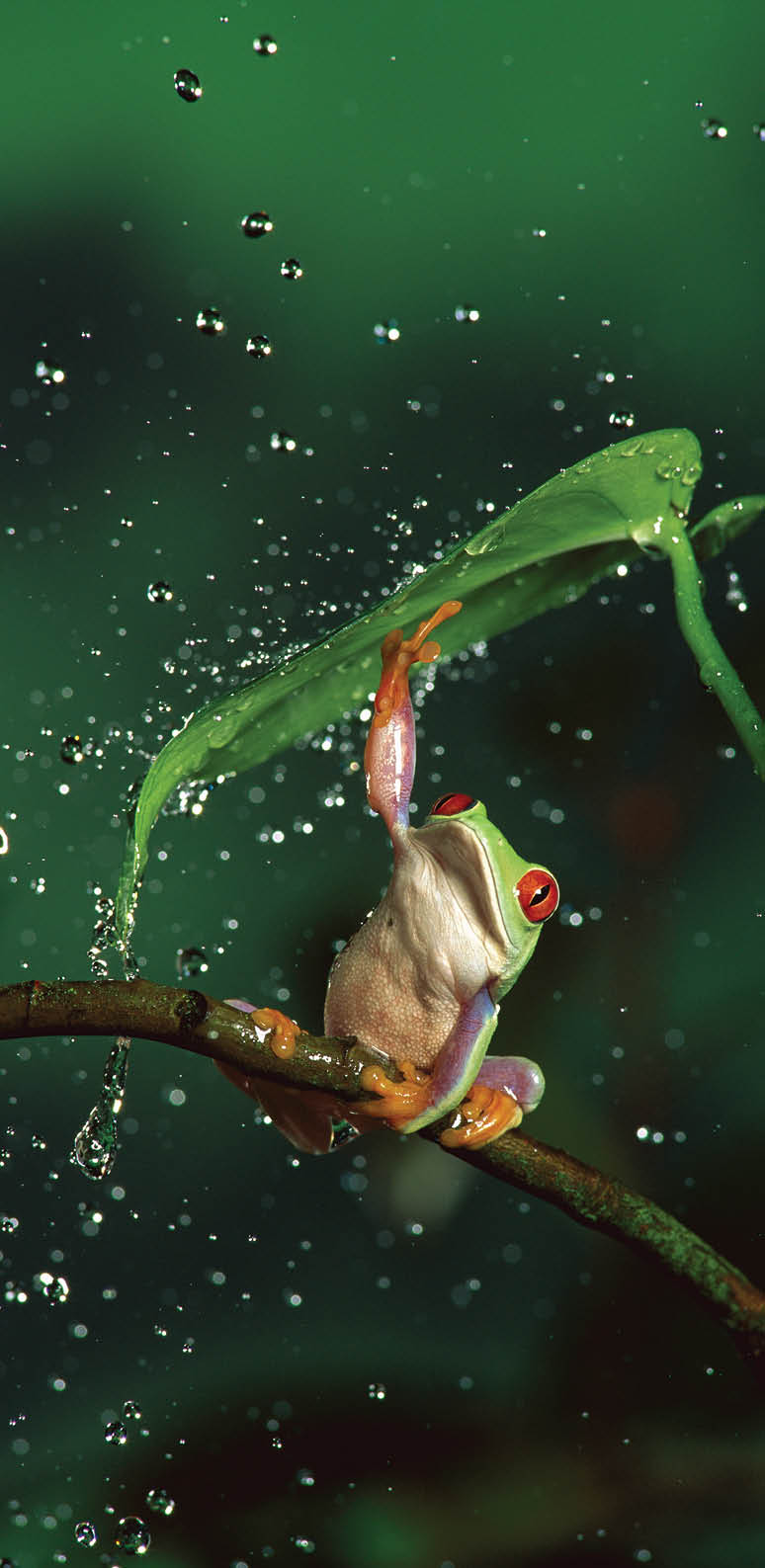 Red-eyed Tree Frog (Agalychnis callidryas) in rain, native to Central and South America