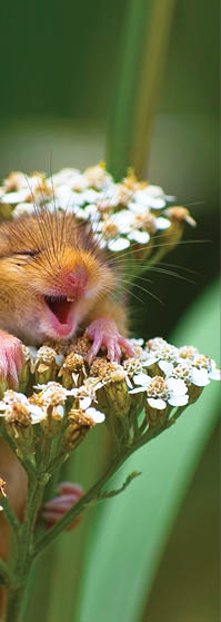 The Comedy Wildlife Photography Awards 2017 Andrea Zampatti Monticelli Brusati Italy  Title: The laughing dormouse Caption: A baby dormouse seem laughing on a yarrow flower Description: I was hiking on a mountain close to my hometown when I heard a strange squeaking from the woods and   I found this cute baby dormouse on the top of a yarrow flower  I took just one shot and   amazed, I saw this picture on the monitor of my camera  Animal: Dormouse (Muscardinus avellanarius) Location of shot: Italy
