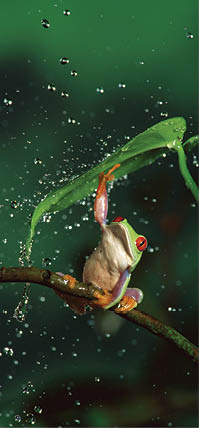 Red-eyed Tree Frog (Agalychnis callidryas) in rain, native to Central and South America