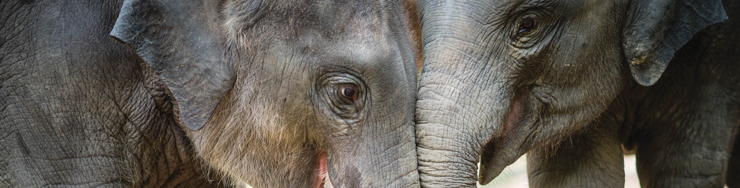 Two young elephants playing together, Chiang Mai, Thailand