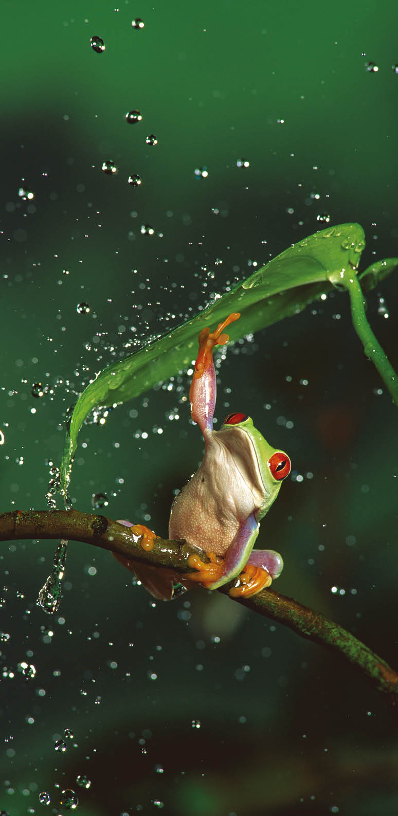 Red-eyed Tree Frog (Agalychnis callidryas) in rain, native to Central and South America