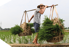 People transplant rice in Jiuchi Town, Pengzhou, Chengdu, China.