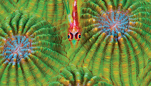 Cling Goby (Pleurosicya micheli) and coral polyps, Great Barrier Reef, Australia