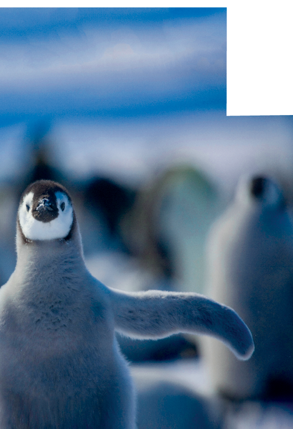 Juvenile Emperor penguin (Aptenodytes forsteri) standing on ice, Weddell Sea, Antarctica