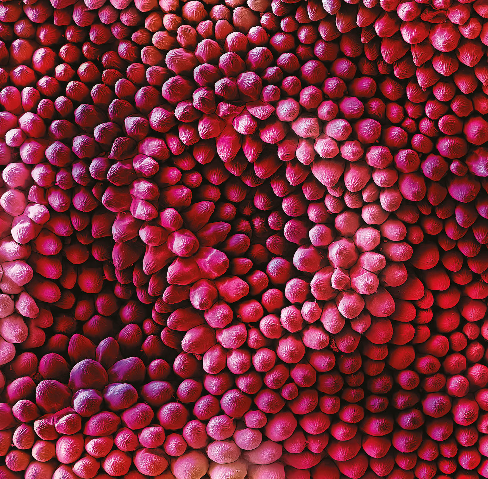 Velvet UndergroundColored Scanning Electron Micrograph of the fine structures of a Red rose petal (Rosa sp.). Hairs are only present on the lower surface of the leaf. Thousands of finely corrugated warts cause the velvet shimmer on the upper surface of dark red rose petals.A superhydrophobic surface is a surface on which a drop of water forms an almost perfect sphere and even a very slight tilting is sufficient to cause the water drop to roll off. Biological tiny structures have been observed on many kinds of surfaces such as lotus leaves, rice leaves, butterfly wings, mosquito eyes, moth eyes, cicada wings, gecko feet, desert beetle, spider silks, fish scales, and red rose petals which exhibit excellent hydrophobicity and/or superhydrophobicity. Understanding the anti-wetting principles of surfaces is of special interest, because properties such as anti-sticking, anti-contamination, and self-cleaning are expected, and therefore surfaces with superhydrophobic properties are attractive for many industrial and biological applications, such as anti-biofouling paints for boats, anti-sticking and self-cleaning windshields and windows, microfluidics, stain resistant textiles, anti-soiling architectural coatings, or dust-free coatings on building glasses, and other biological and technical applications. 