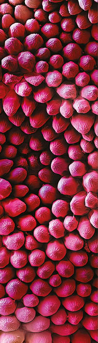 Velvet UndergroundColored Scanning Electron Micrograph of the fine structures of a Red rose petal (Rosa sp.). Hairs are only present on the lower surface of the leaf. Thousands of finely corrugated warts cause the velvet shimmer on the upper surface of dark red rose petals.A superhydrophobic surface is a surface on which a drop of water forms an almost perfect sphere and even a very slight tilting is sufficient to cause the water drop to roll off. Biological tiny structures have been observed on many kinds of surfaces such as lotus leaves, rice leaves, butterfly wings, mosquito eyes, moth eyes, cicada wings, gecko feet, desert beetle, spider silks, fish scales, and red rose petals which exhibit excellent hydrophobicity and/or superhydrophobicity. Understanding the anti-wetting principles of surfaces is of special interest, because properties such as anti-sticking, anti-contamination, and self-cleaning are expected, and therefore surfaces with superhydrophobic properties are attractive for many industrial and biological applications, such as anti-biofouling paints for boats, anti-sticking and self-cleaning windshields and windows, microfluidics, stain resistant textiles, anti-soiling architectural coatings, or dust-free coatings on building glasses, and other biological and technical applications. 