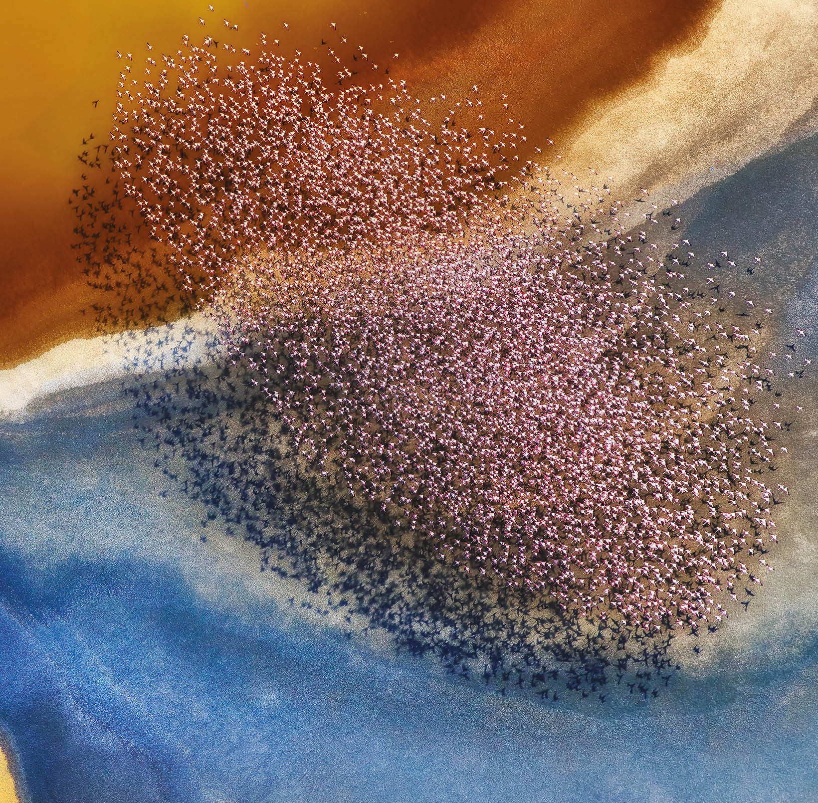 Tanzania. While flying in a helicopter over Tanzania's Lake Natron, Phillip Chang photographed this flock of flamingos against the last rays of sunlight.