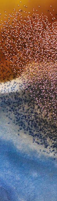 Tanzania. While flying in a helicopter over Tanzania's Lake Natron, Phillip Chang photographed this flock of flamingos against the last rays of sunlight.