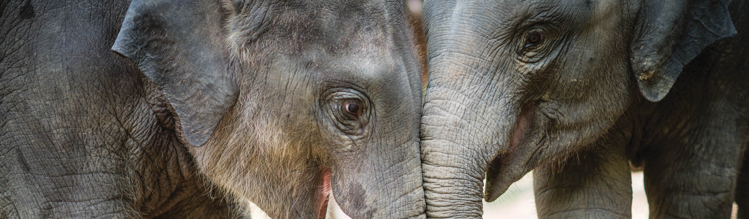 Two young elephants playing together, Chiang Mai, Thailand