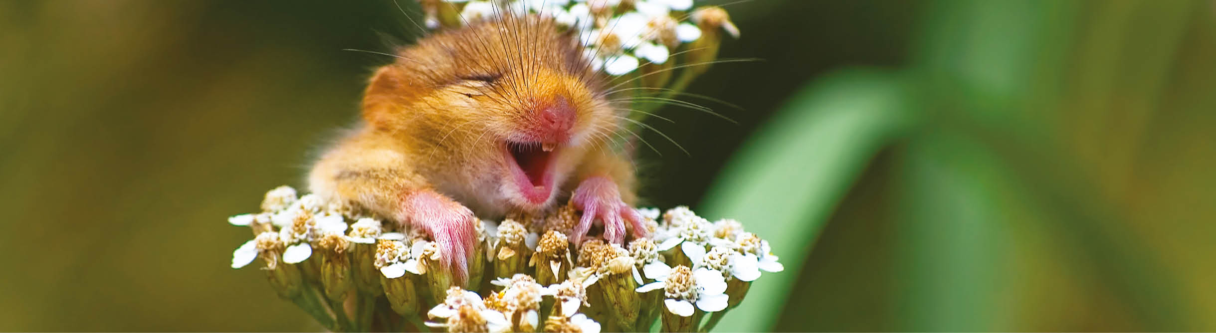 The Comedy Wildlife Photography Awards 2017 Andrea Zampatti Monticelli Brusati Italy Title: The laughing dormouse Caption: A baby dormouse seem laughing on a yarrow flower Description: I was hiking on a mountain close to my hometown when I heard a strange squeaking from the woods and...I found this cute baby dormouse on the top of a yarrow flower! I took just one shot and...amazed, I saw this picture on the monitor of my camera! Animal: Dormouse (Muscardinus avellanarius) Location of shot: Italy
