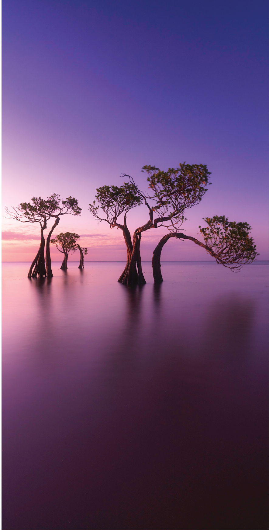 Amazing beautiful shape of mangrove trees dancing and colorful sky in twilight on the beach of Walakiri, Sumba, Indonesia.