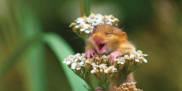 A doormouse that appears to be laughing, Italy. .©Andrea Zampatti/Comedy Wildlife Photo Awards  For promotion of Look and See only. Look and See Book 1 cover image.