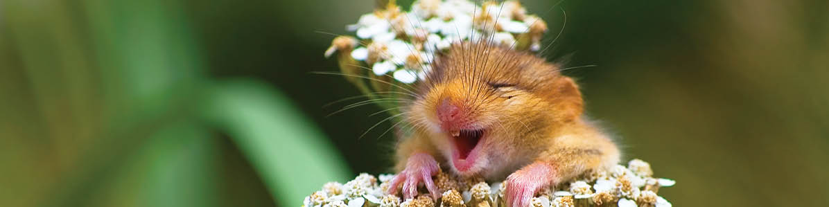 A doormouse that appears to be laughing, Italy. .©Andrea Zampatti/Comedy Wildlife Photo Awards  For promotion of Look and See only. Look and See Book 1 cover image.