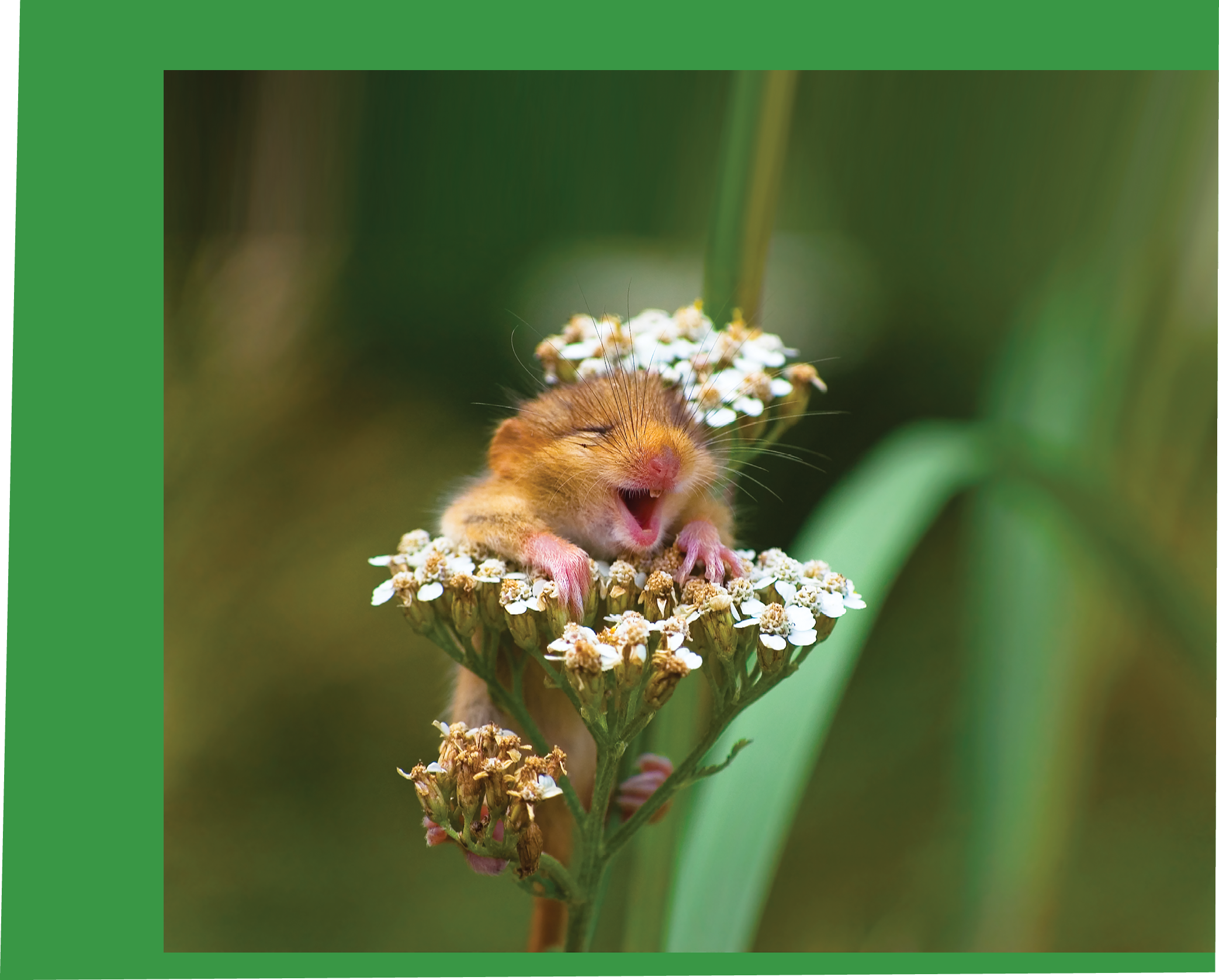 A doormouse that appears to be laughing, Italy. .©Andrea Zampatti/Comedy Wildlife Photo Awards  For promotion of Look and See only. Look and See Book 1 cover image.