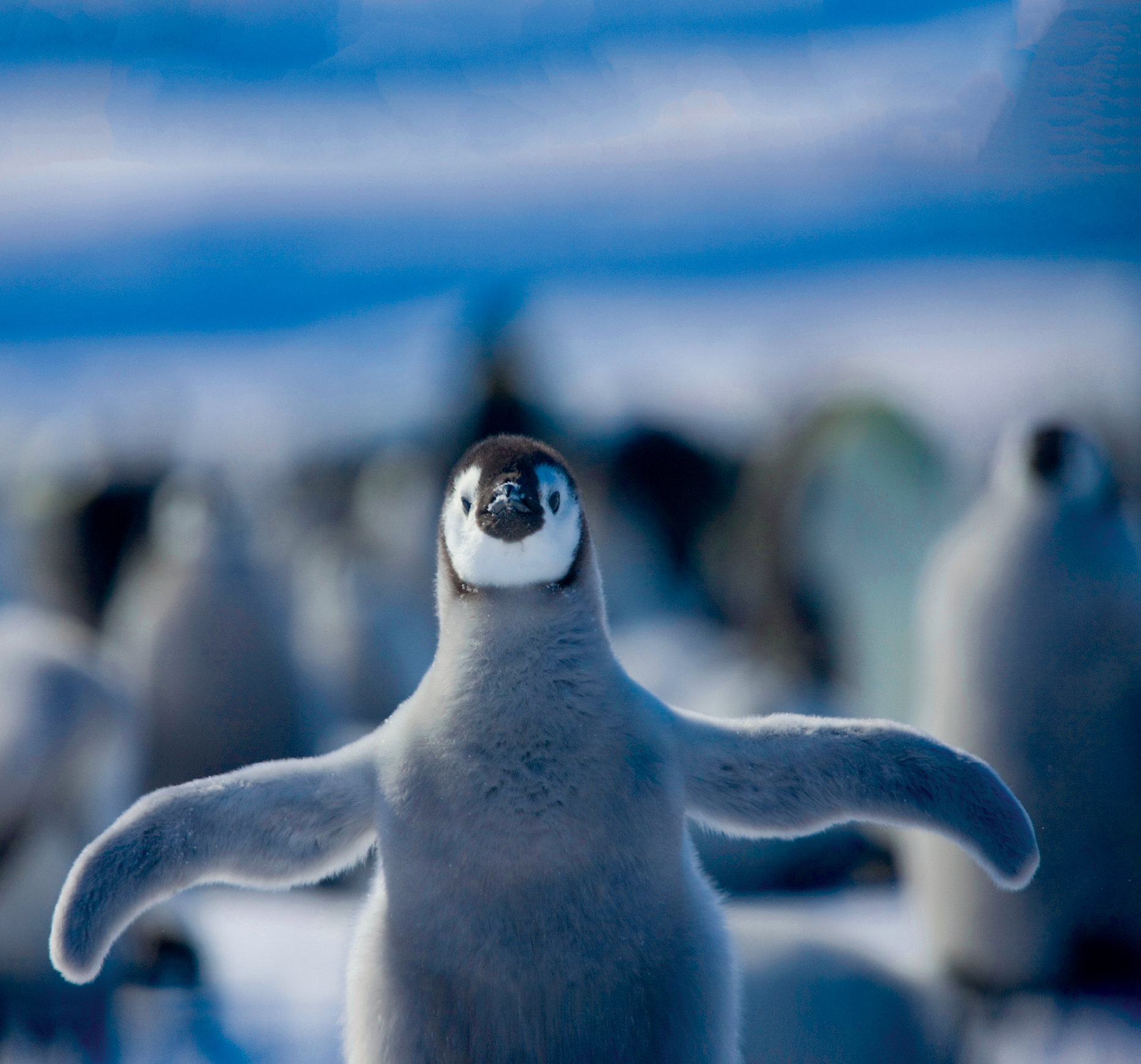 Juvenile Emperor penguin (Aptenodytes forsteri) standing on ice, Weddell Sea, Antarctica