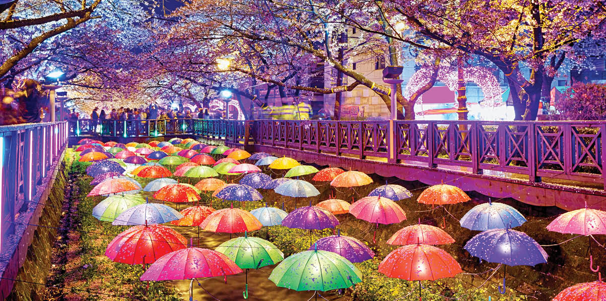 KPC2CB cherry blossoms at night, busan city in south korea