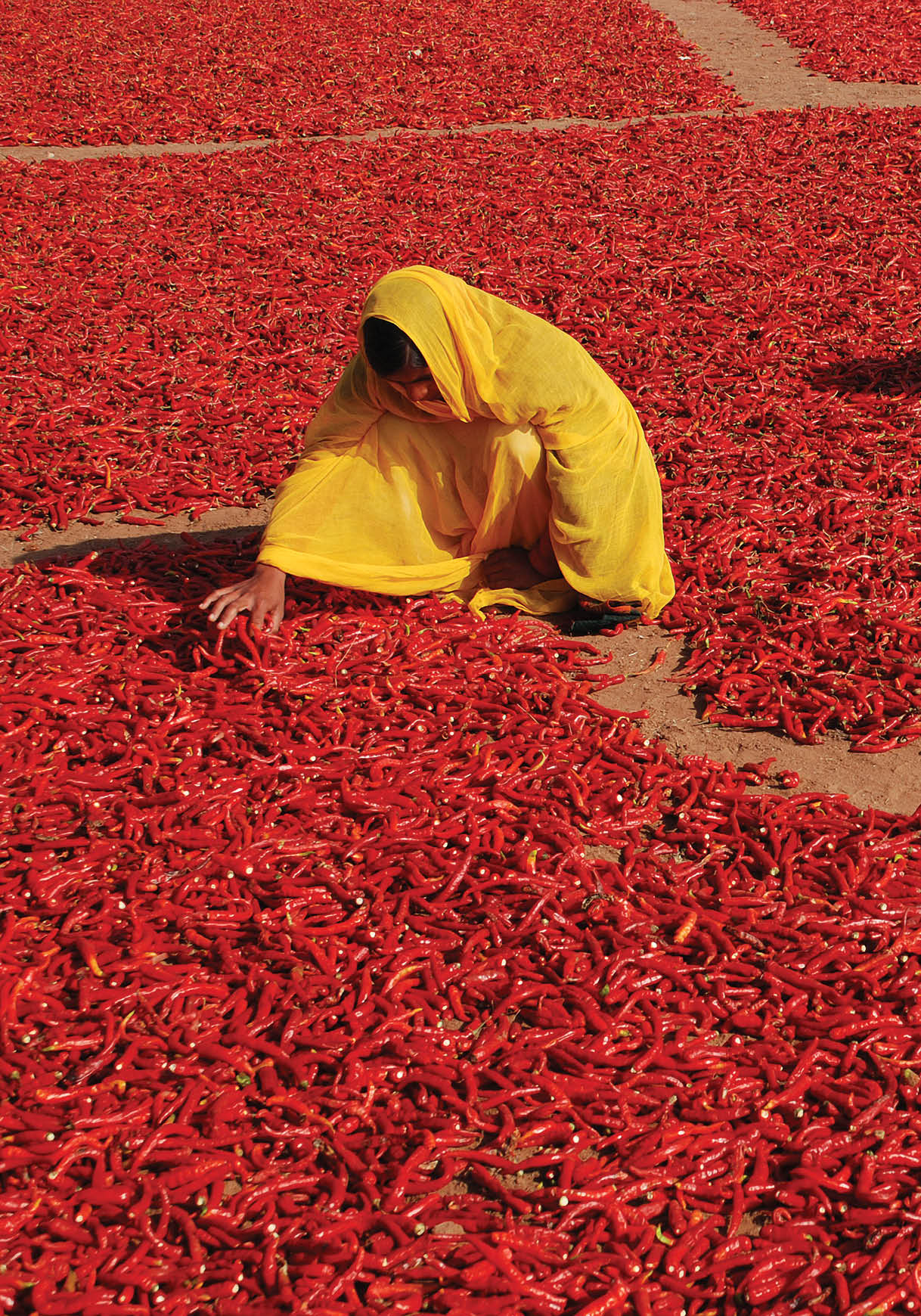 Two women are shuffling red pepper which were wet by the dew drops last cold winter night in a village near Jodhpur,Rajasthan,India.Red peppers are plucked from plant and spread in field to dry for making spice powder.This spice powder enhances the taste of food. (Photo Credit: Shivji Joshi/National Geographic Creative)