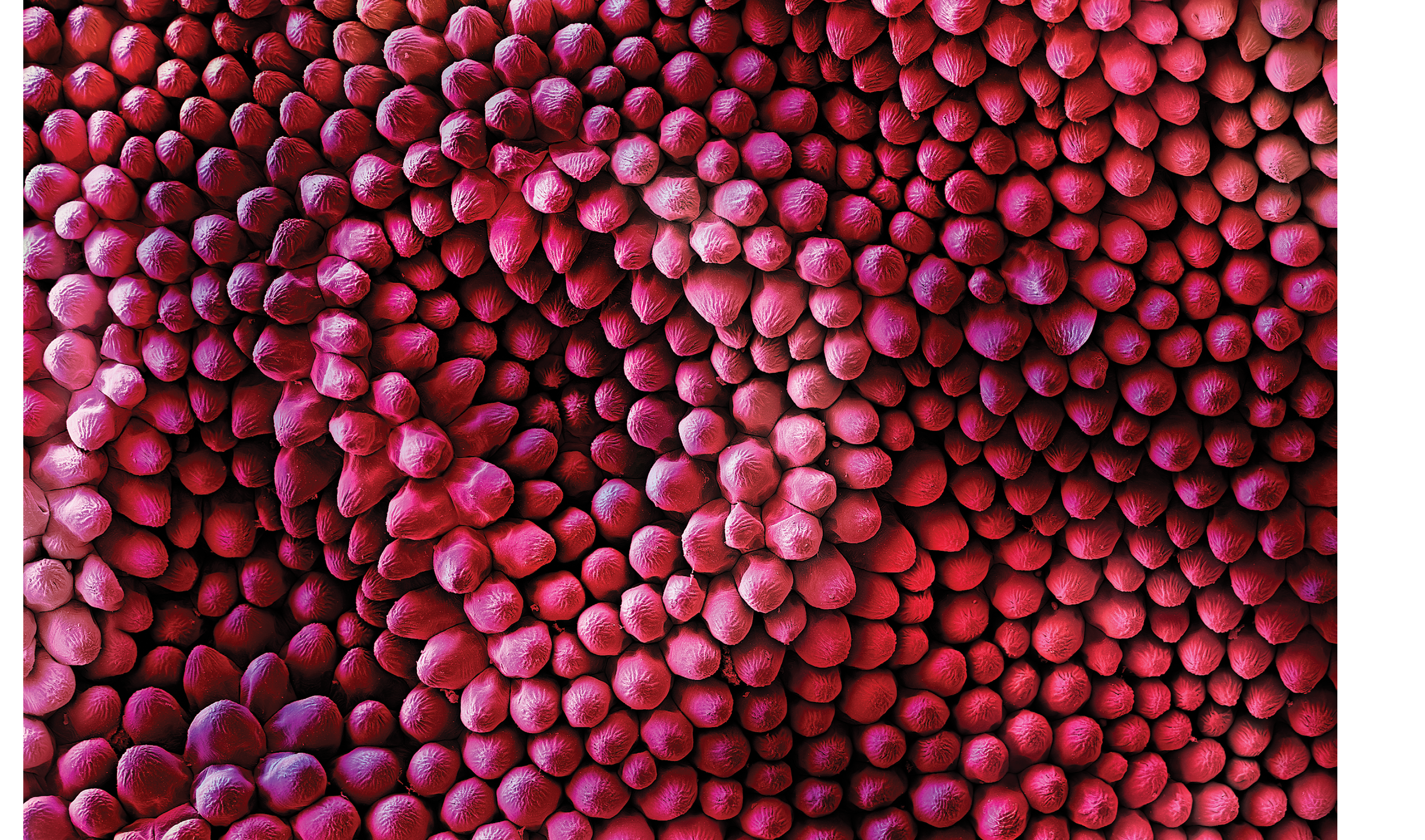 Velvet UndergroundColored Scanning Electron Micrograph of the fine structures of a Red rose petal (Rosa sp.). Hairs are only present on the lower surface of the leaf. Thousands of finely corrugated warts cause the velvet shimmer on the upper surface of dark red rose petals.A superhydrophobic surface is a surface on which a drop of water forms an almost perfect sphere and even a very slight tilting is sufficient to cause the water drop to roll off. Biological tiny structures have been observed on many kinds of surfaces such as lotus leaves, rice leaves, butterfly wings, mosquito eyes, moth eyes, cicada wings, gecko feet, desert beetle, spider silks, fish scales, and red rose petals which exhibit excellent hydrophobicity and/or superhydrophobicity. Understanding the anti-wetting principles of surfaces is of special interest, because properties such as anti-sticking, anti-contamination, and self-cleaning are expected, and therefore surfaces with superhydrophobic properties are attractive for many industrial and biological applications, such as anti-biofouling paints for boats, anti-sticking and self-cleaning windshields and windows, microfluidics, stain resistant textiles, anti-soiling architectural coatings, or dust-free coatings on building glasses, and other biological and technical applications. 
