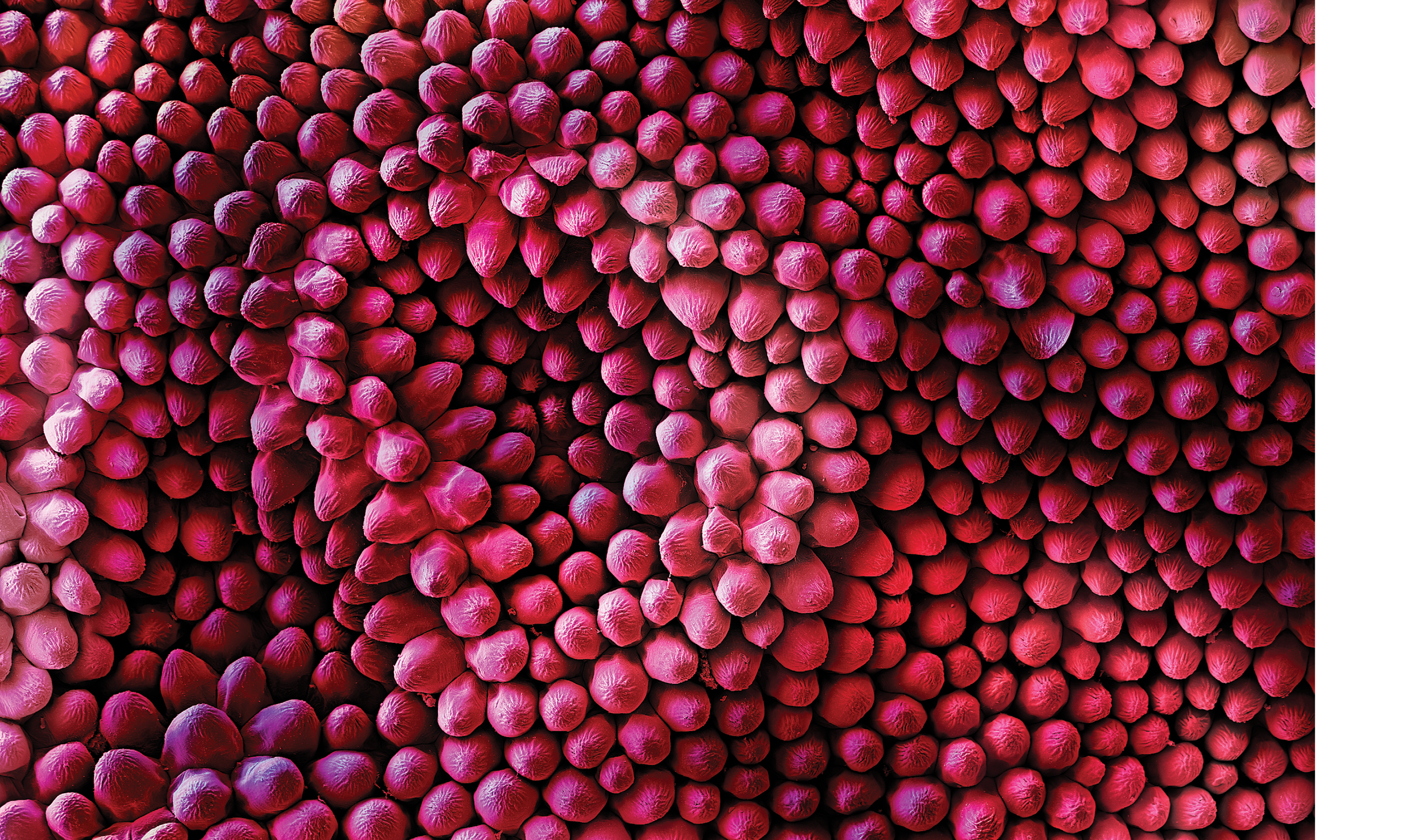 Velvet UndergroundColored Scanning Electron Micrograph of the fine structures of a Red rose petal (Rosa sp.). Hairs are only present on the lower surface of the leaf. Thousands of finely corrugated warts cause the velvet shimmer on the upper surface of dark red rose petals.A superhydrophobic surface is a surface on which a drop of water forms an almost perfect sphere and even a very slight tilting is sufficient to cause the water drop to roll off. Biological tiny structures have been observed on many kinds of surfaces such as lotus leaves, rice leaves, butterfly wings, mosquito eyes, moth eyes, cicada wings, gecko feet, desert beetle, spider silks, fish scales, and red rose petals which exhibit excellent hydrophobicity and/or superhydrophobicity. Understanding the anti-wetting principles of surfaces is of special interest, because properties such as anti-sticking, anti-contamination, and self-cleaning are expected, and therefore surfaces with superhydrophobic properties are attractive for many industrial and biological applications, such as anti-biofouling paints for boats, anti-sticking and self-cleaning windshields and windows, microfluidics, stain resistant textiles, anti-soiling architectural coatings, or dust-free coatings on building glasses, and other biological and technical applications. 