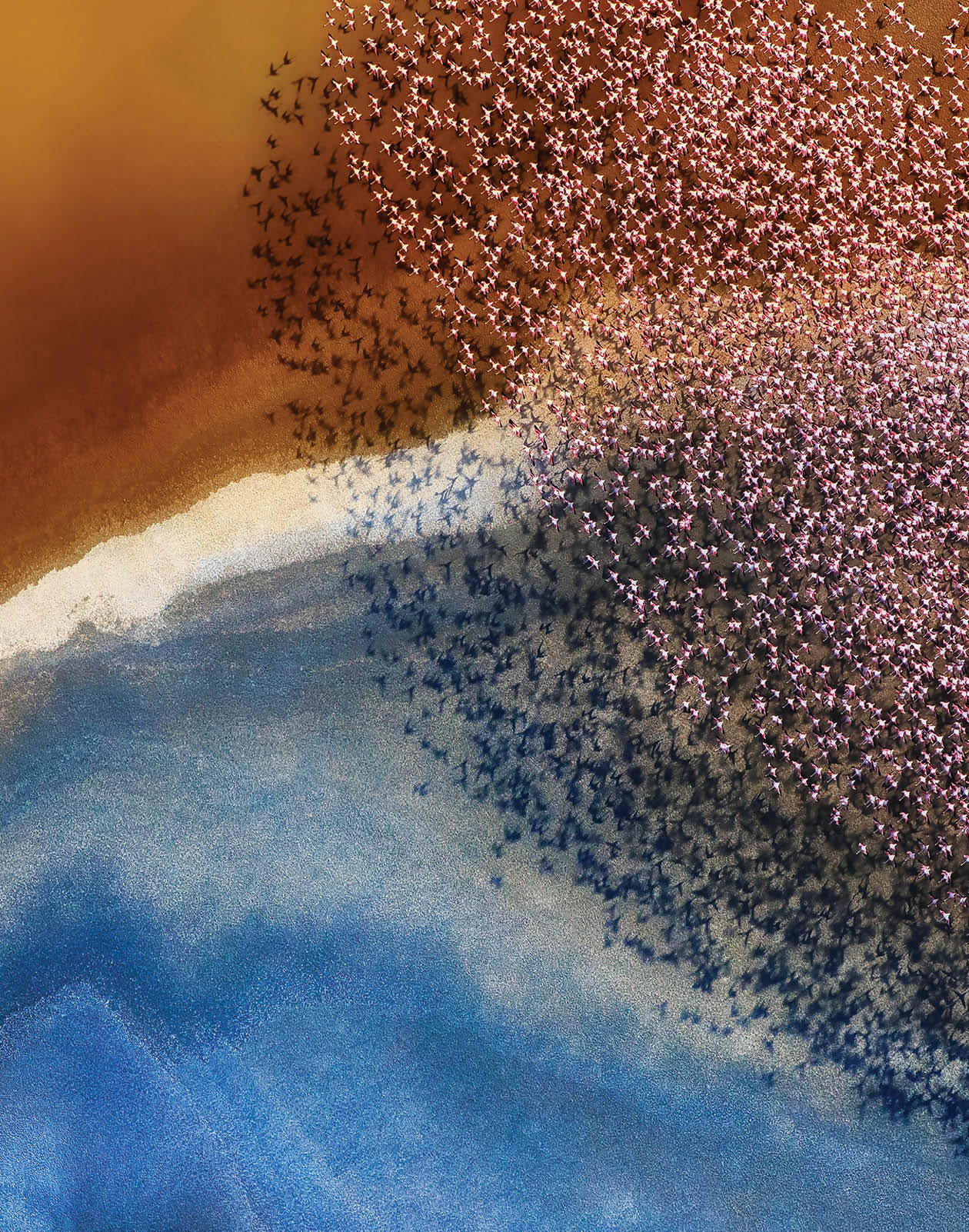 A flock of pink flamingos fly over an incredibly colourful landscape created by mineral rich soil which changes colour depending on the angle of light.  Professional photographer, Phillip Chang, 61, captured this stunning picture whilst flying over the Natron Lake in Tanzania.  Phillip, who was photographing the landscape itself, was suprised by the appeareance of the birds.  He said,  “The birds formed amazing shapes that you cannot see from below."  Please byline: Phillip Chang/Solent News  © Phillip Chang/Solent News & Photo Agency UK +44 (0) 2380 458800 