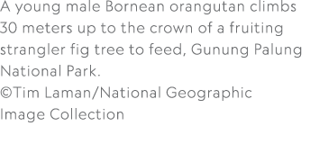 A young male Bornean orangutan climbs 30 meters up to the crown of a fruiting strangler fig tree to feed, Gunung Palu...
